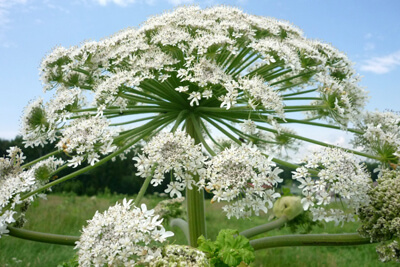 Борщевик обыкновенный Борщевик Сосновского