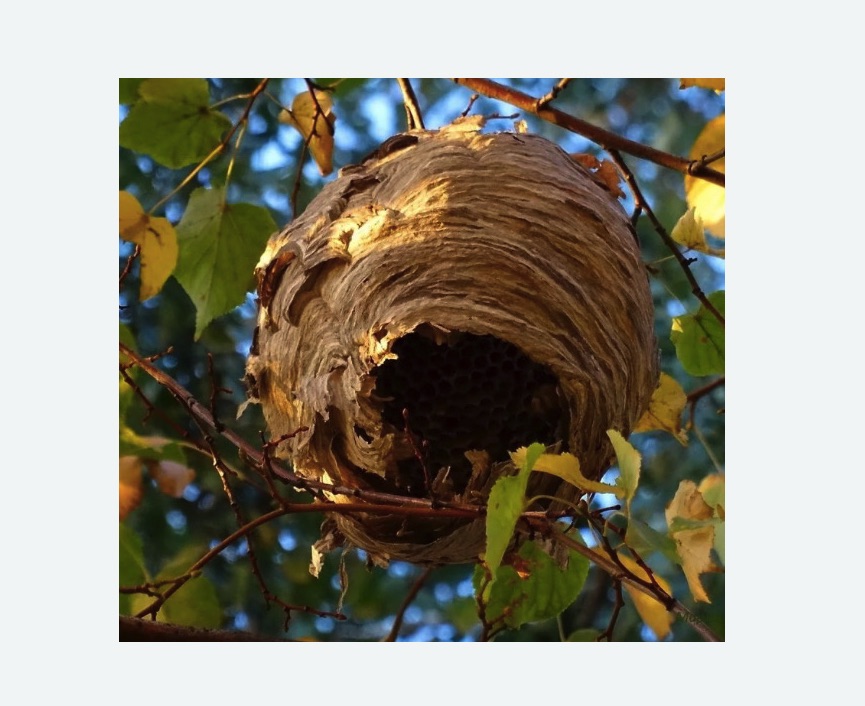 Обработка от шершней в Можайске