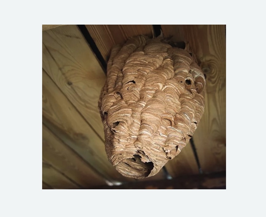 обработка от шершней в Можайске