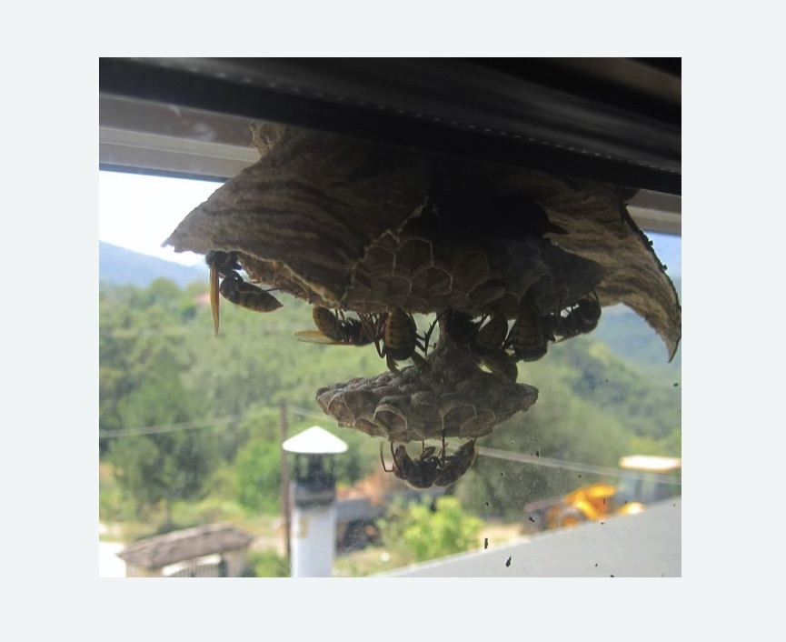 Уничтожение гнёзд шершней в Можайске