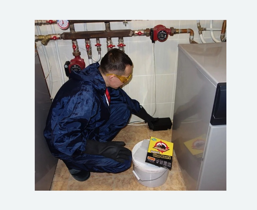 Уничтожение крыс в Можайске