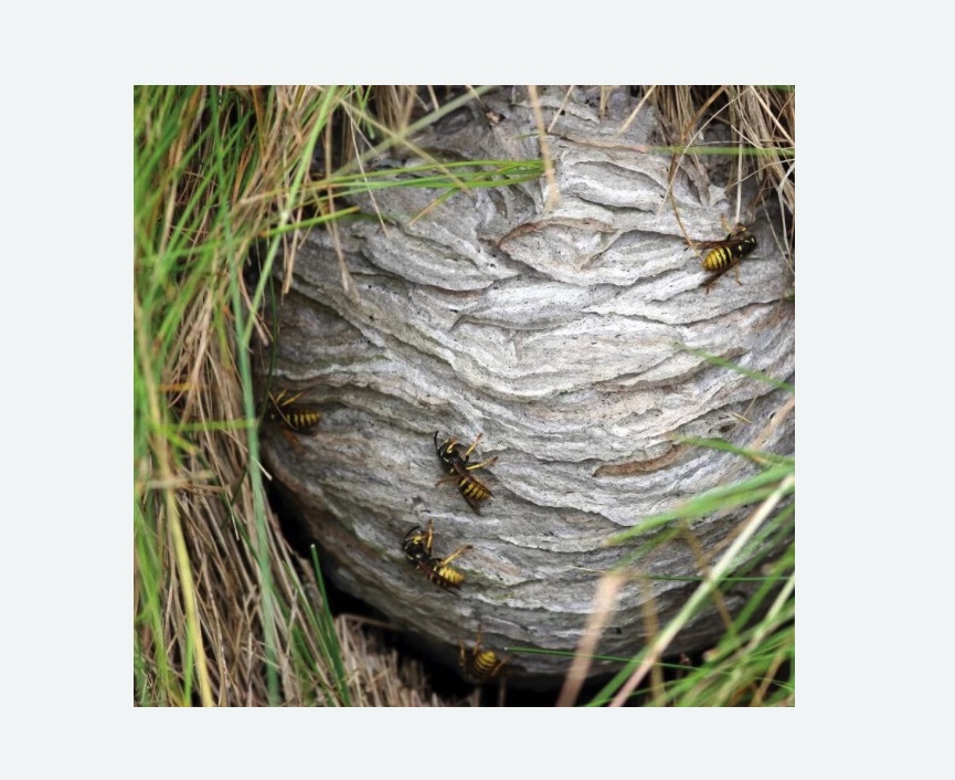 Уничтожение ос и ульев в Можайске